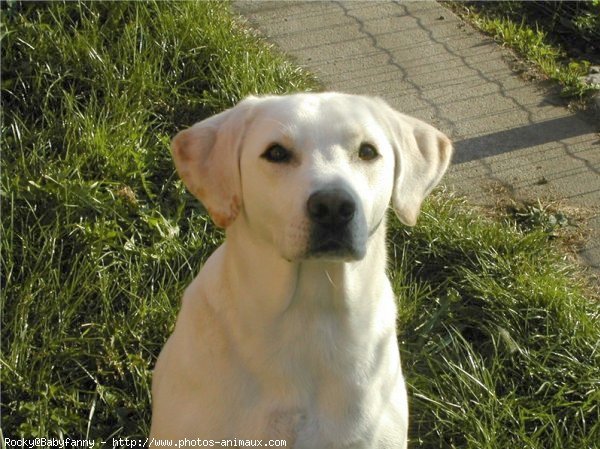 Photo de Labrador retriever