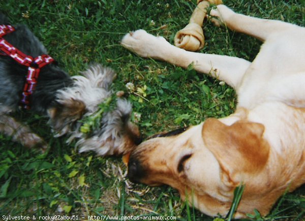 Photo de Races diffrentes