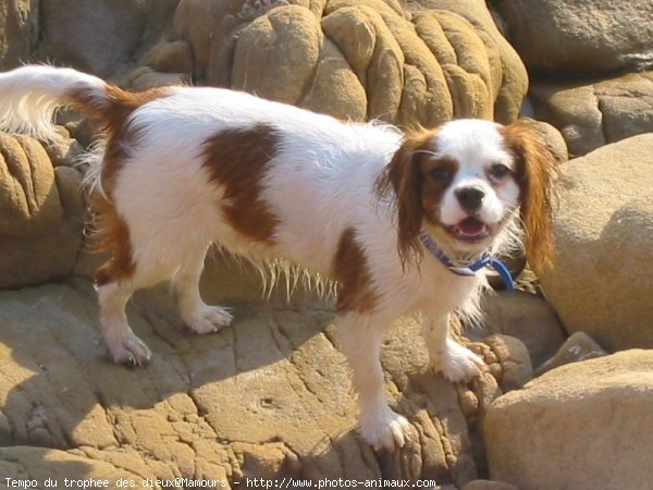 Photo de Cavalier king charles spaniel