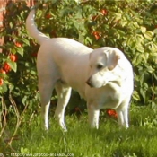 Photo de Labrador retriever