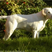 Photo de Labrador retriever