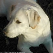 Photo de Labrador retriever