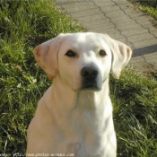 Photo de Labrador retriever