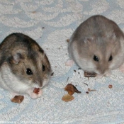 Photo de Hamster