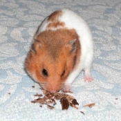 Photo de Hamster