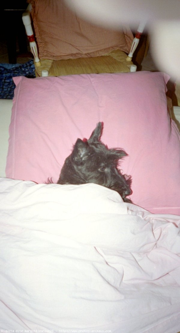 Photo de Scottish terrier