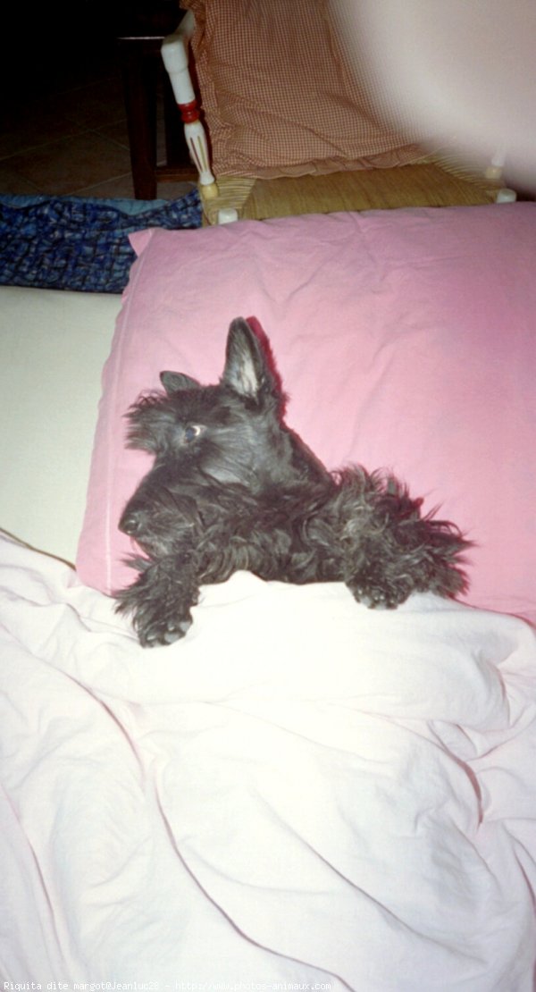 Photo de Scottish terrier