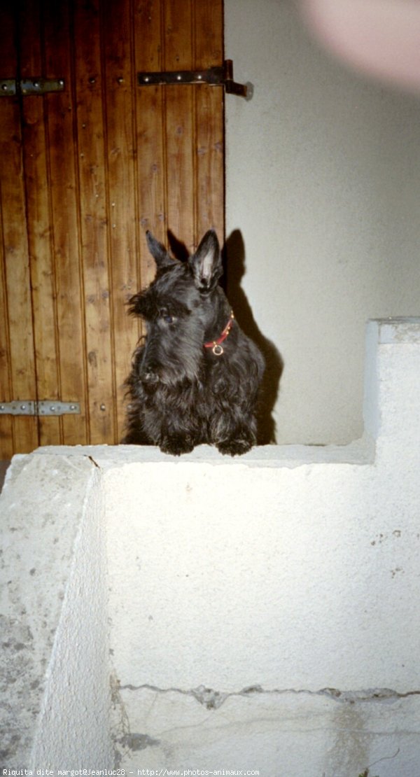 Photo de Scottish terrier