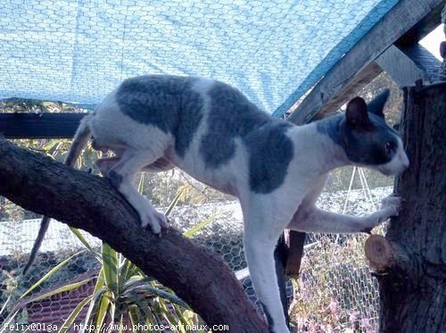 Photo de Cornish rex