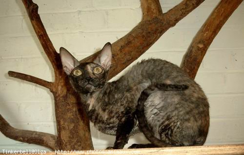 Photo de Cornish rex