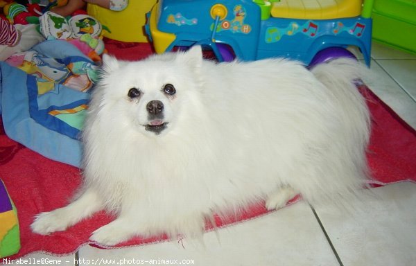 Photo de Spitz moyen