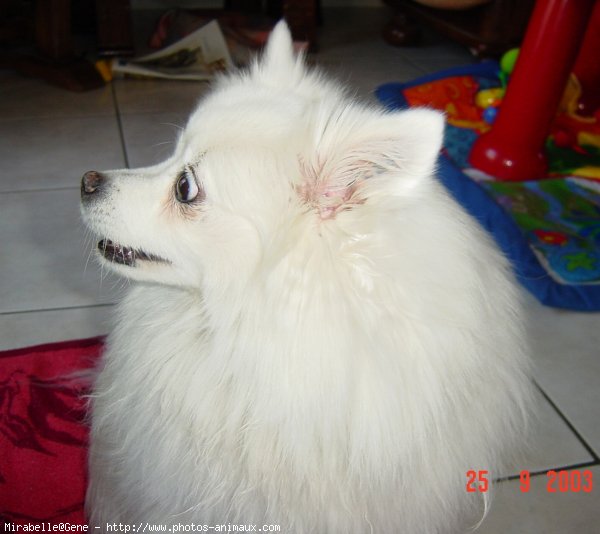 Photo de Spitz moyen