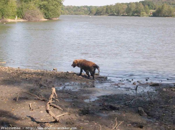 Photo de Golden retriever