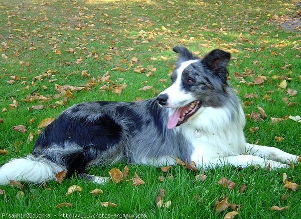 Photo de Border collie