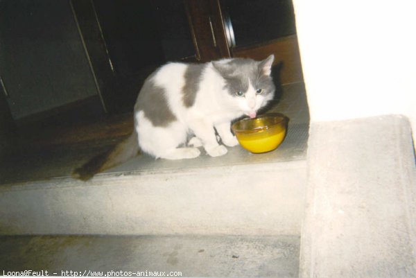 Photo de Chat domestique