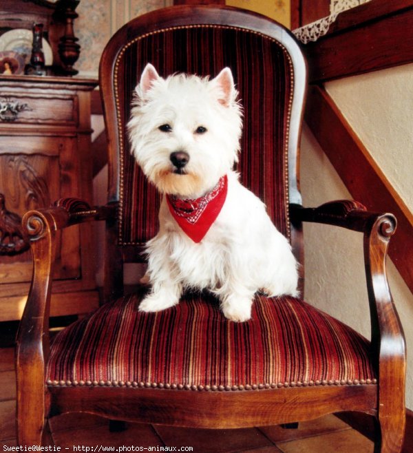 Photo de West highland white terrier