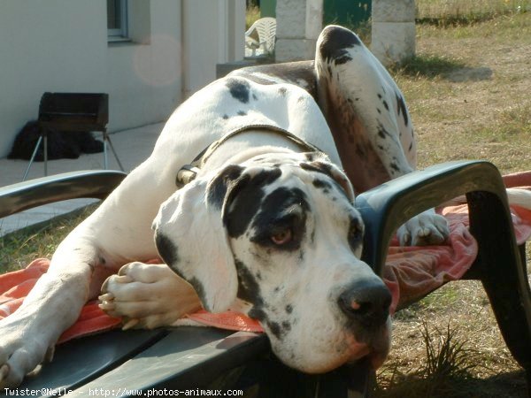 Photo de Dogue allemand