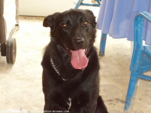 Photo de Labrador retriever