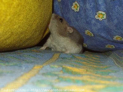 Photo de Hamster