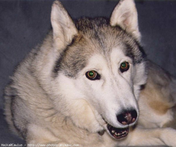 Photo de Husky siberien