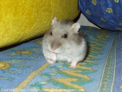 Photo de Hamster