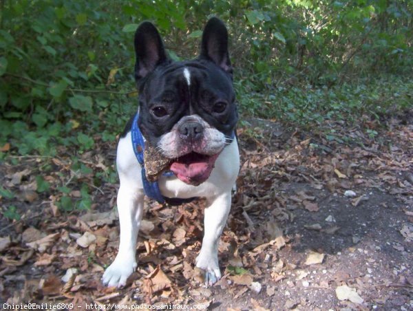 Photo de Bouledogue franais