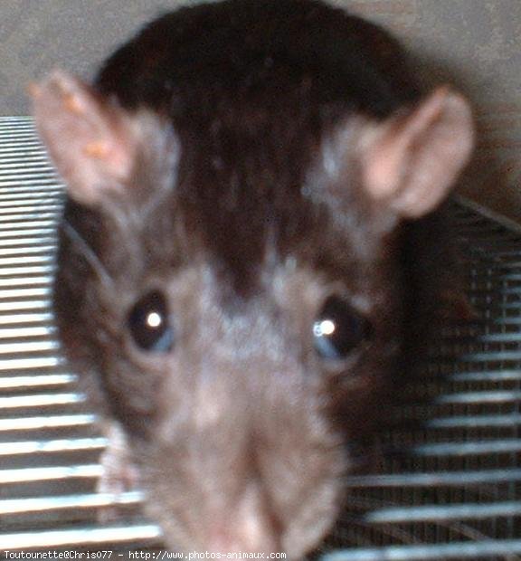 Photo de Rat