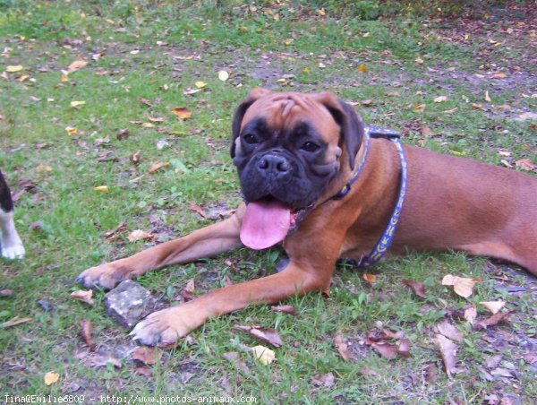 Photo de Boxer