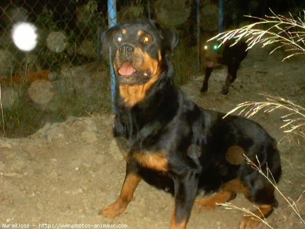 Photo de Rottweiler