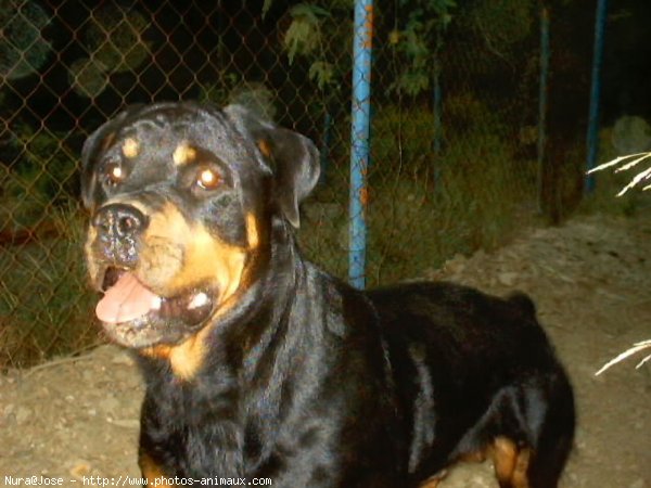 Photo de Rottweiler