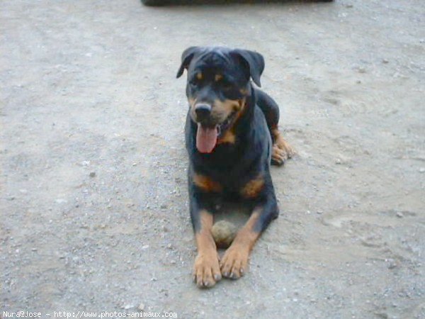 Photo de Rottweiler