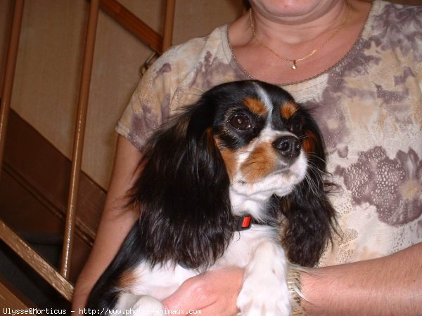 Photo de Cavalier king charles spaniel