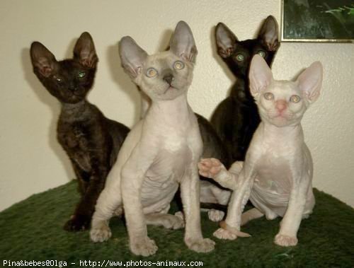 Photo de Cornish rex