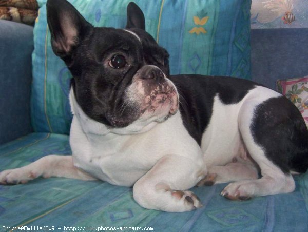 Photo de Bouledogue franais