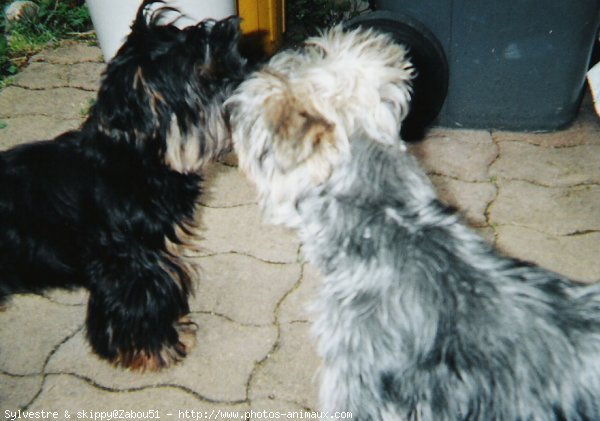 Photo de Yorkshire terrier