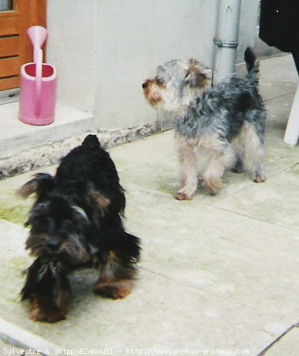 Photo de Yorkshire terrier