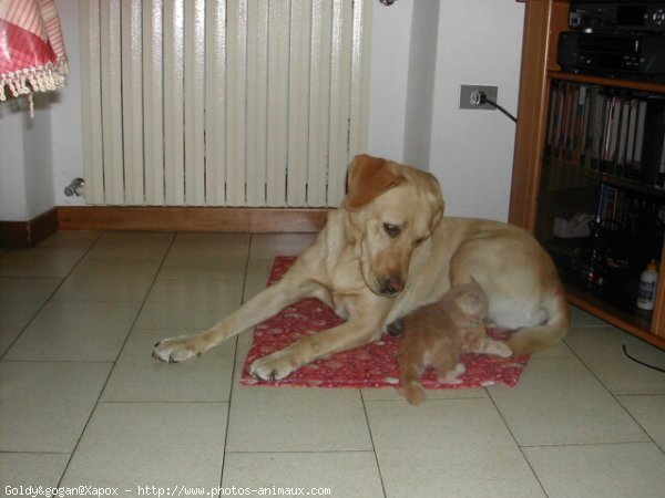 Photo de Labrador retriever