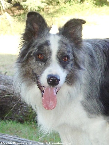 Photo de Border collie