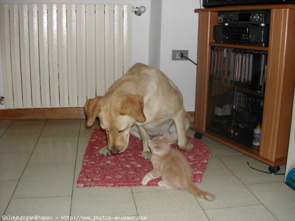 Photo de Labrador retriever