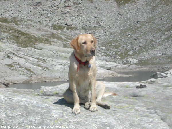 Photo de Labrador retriever