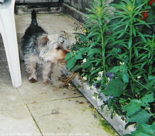 Photo de Yorkshire terrier