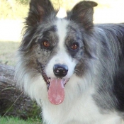 Photo de Border collie