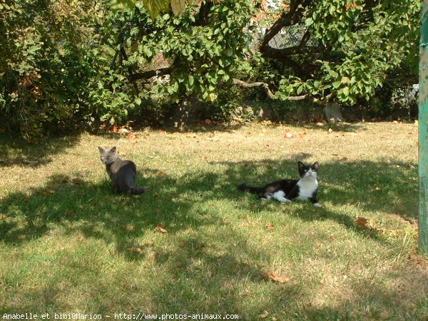 Photo de Chat domestique