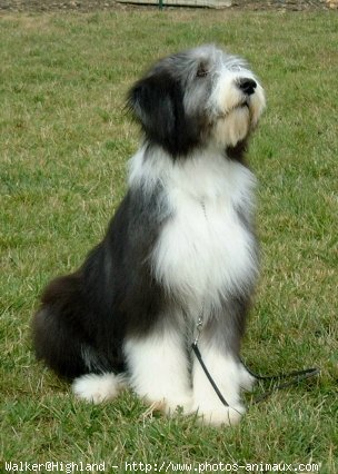 Photo de Bearded collie