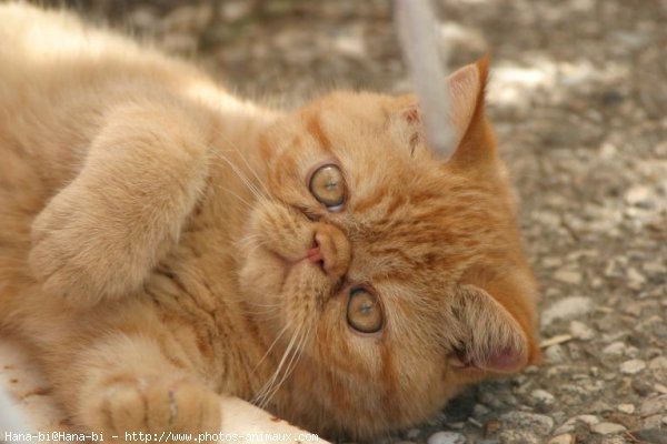 Photo d'Exotic shorthair