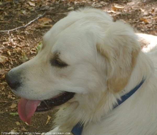 Photo de Golden retriever