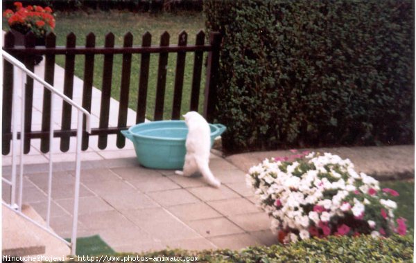 Photo de Chat domestique