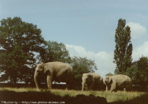 Photo d'Elphant d'asie