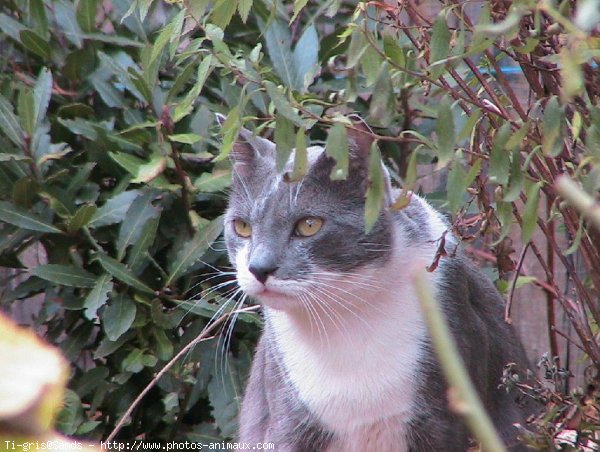 Photo de Chat domestique