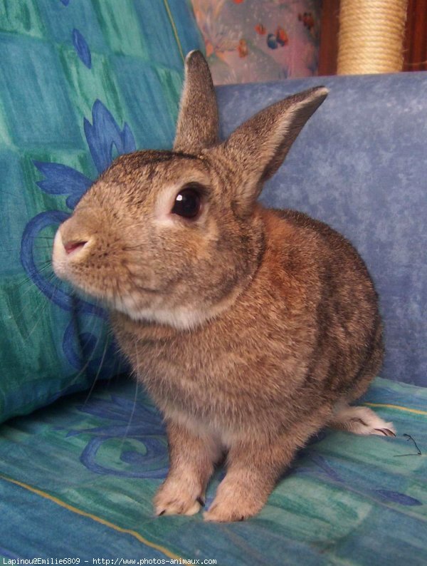 Photo de Lapin